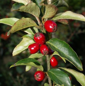 Cotoneaster nepalensis